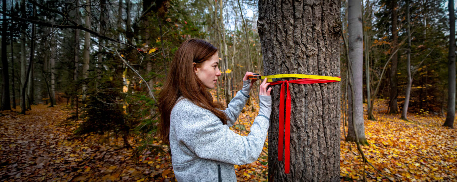 A female student measuring the thickness of a tree with tape in nature